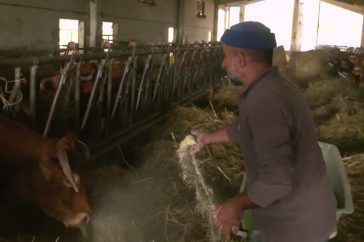 Video: La gestione innovativa tramite compost barn della lettiera delle stalle per bovini della Val di Vara